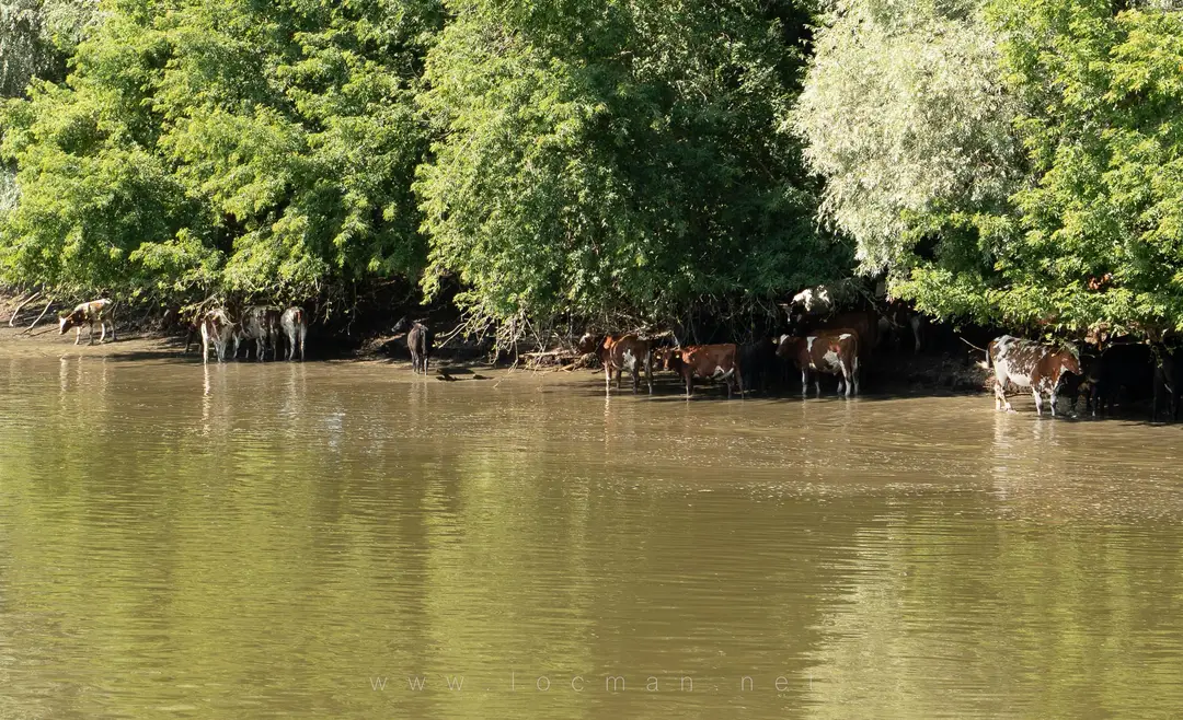 Коровы у кромки воды, прячутся от солнца или попить воды пришли Коровы у кромки воды, прячутся от солнца или попить воды пришли